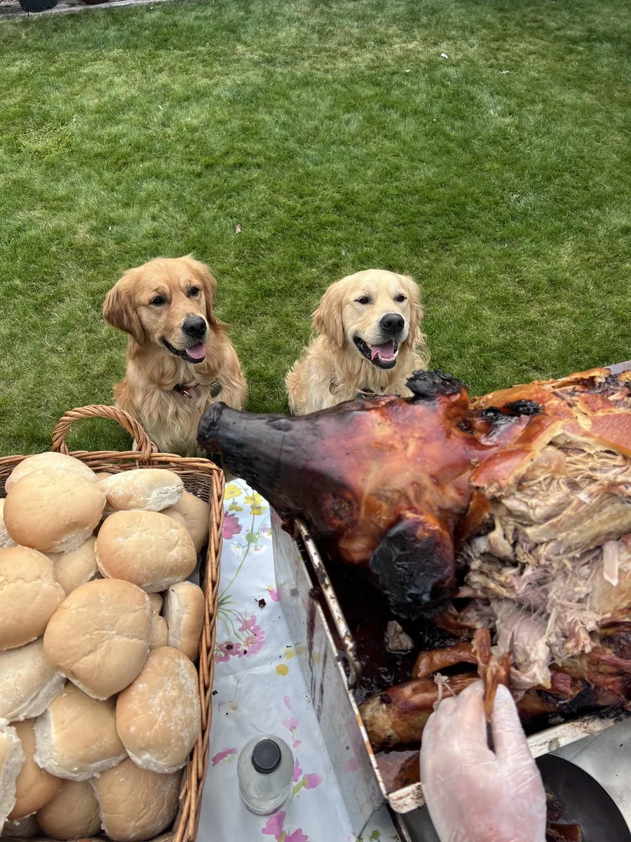 Two golden retrievers eyeing the freshly carved hog roast — Trufflehunters, properly fun